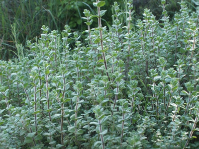 Dense patch of wild thyme, the herb at the heart of Lebanese za'atar