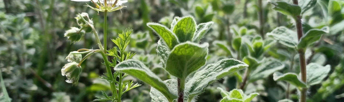 Close-up of green leafy plants with small white flowers growing in a garden setting.